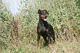 DOBERMANN 085